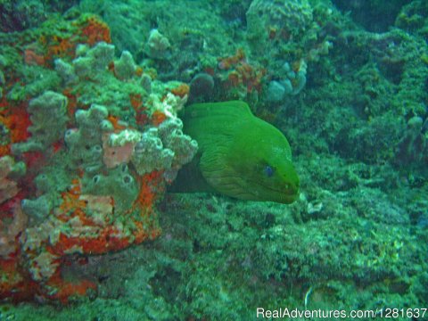 Moray eel