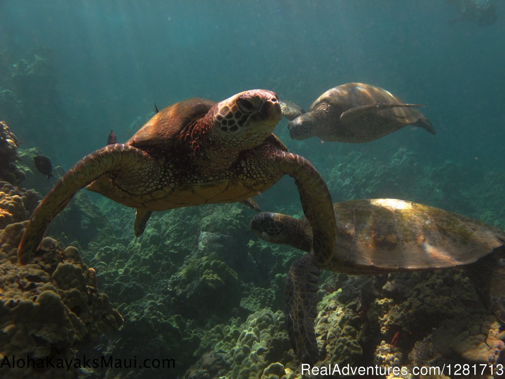 Aloha Kayaks Maui | Image #4/19 | 