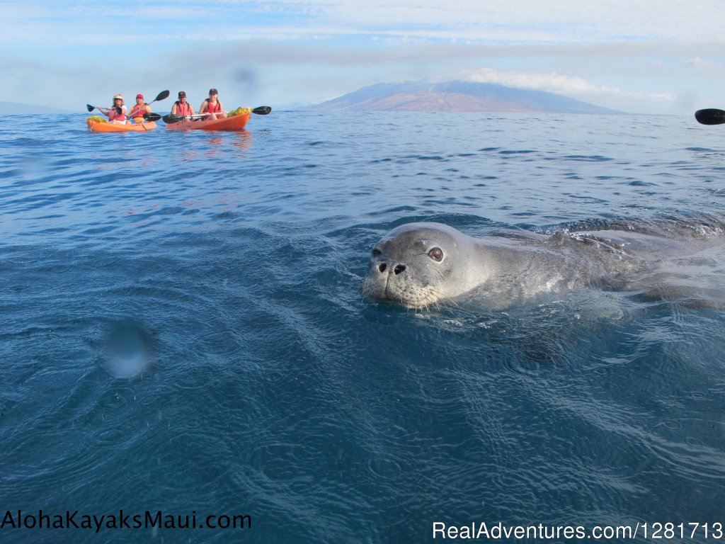 Aloha Kayaks Maui | Image #18/19 | 