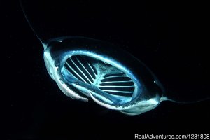 Torpedo Tours | Kailua Kona, Hawaii | Scuba Diving & Snorkeling