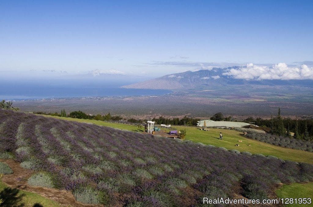 Ali'i Kula Lavender | Image #6/9 | 