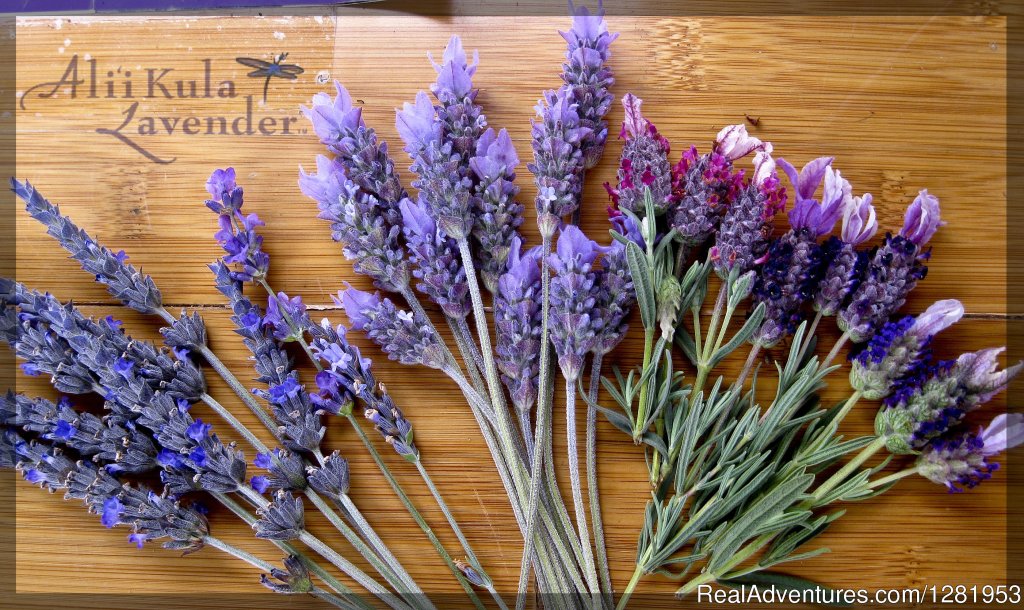 Ali'i Kula Lavender | Image #7/9 | 