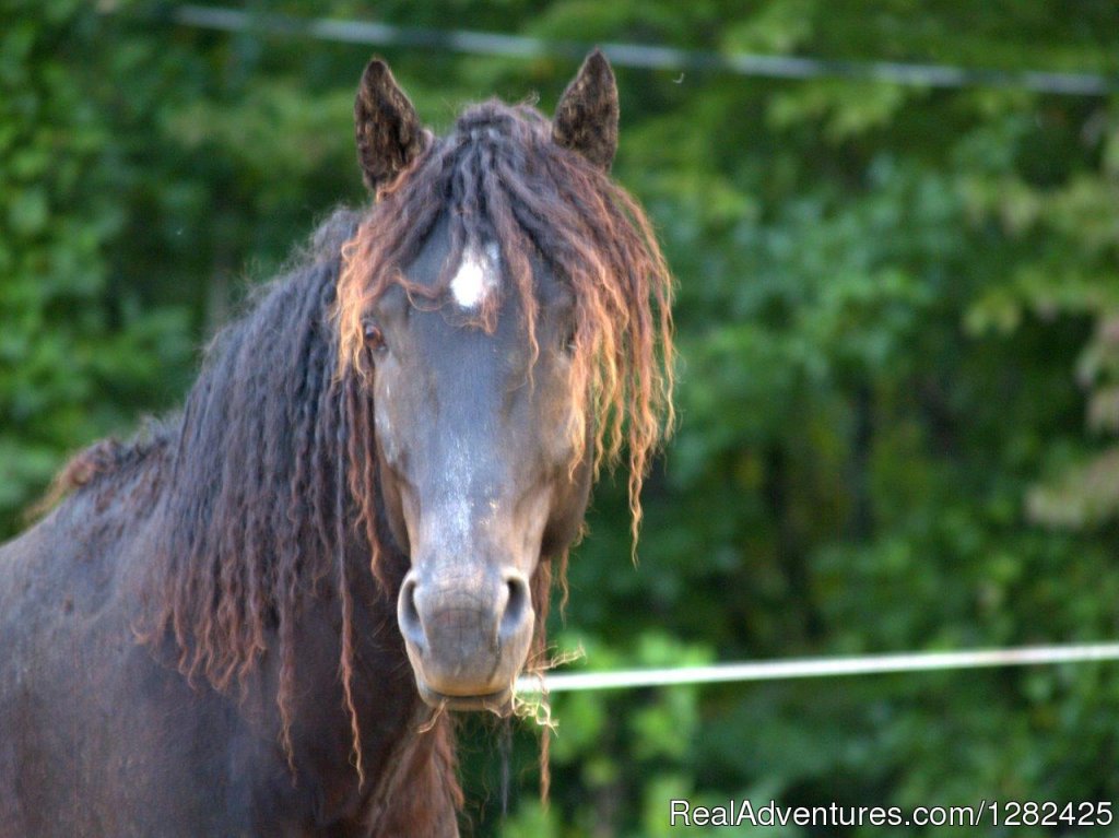 Curly Horses. A unique hypoallergenic horse breed. | Unique Lodging Hidden Cave Ranch Bed and Breakfast | Image #4/23 | 