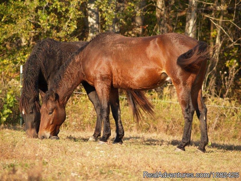 Curly Horses. A unique hypoallergenic horse breed. | Unique Lodging Hidden Cave Ranch Bed and Breakfast | Image #9/23 | 