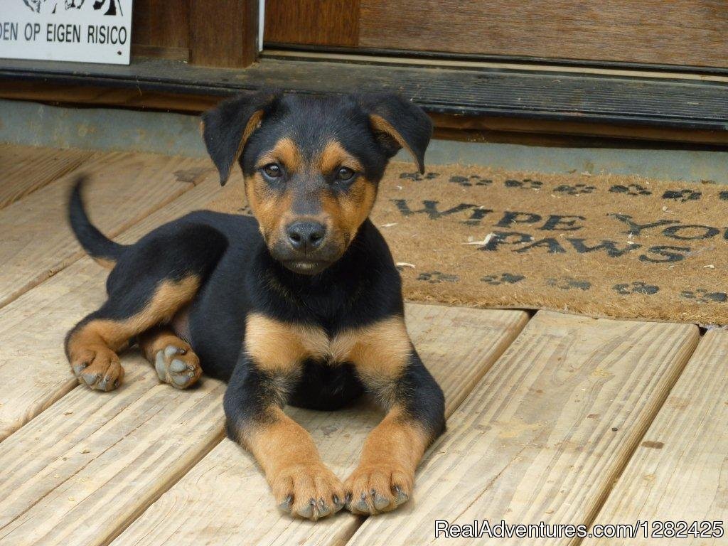 Pet friendly. | Unique Lodging Hidden Cave Ranch Bed and Breakfast | Image #12/23 | 