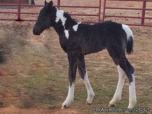 Curly Horses. A unique hypoallergenic horse breed. | Unique Lodging Hidden Cave Ranch Bed and Breakfast | Image #13/23 | 