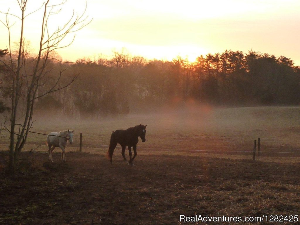 Curly Horses. A unique hypoallergenic horse breed. | Unique Lodging Hidden Cave Ranch Bed and Breakfast | Image #15/23 | 