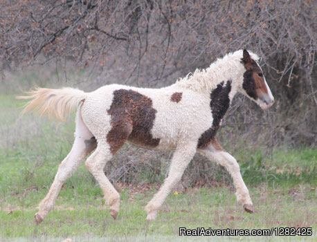 Curly Horses. A unique hypoallergenic horse breed. | Unique Lodging Hidden Cave Ranch Bed and Breakfast | Image #16/23 | 