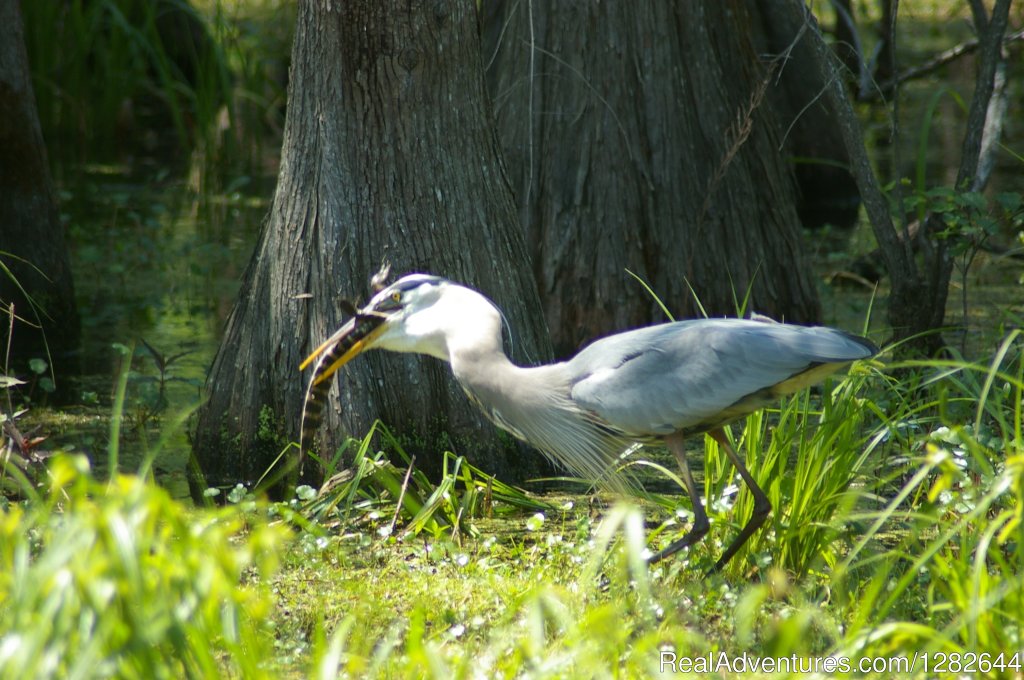 Eco-swamp tours at Cajun Country Swamp Tours | Image #4/14 | 