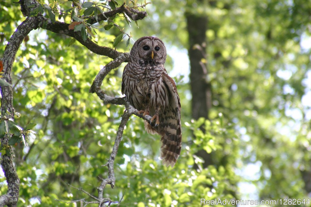 Eco-swamp tours at Cajun Country Swamp Tours | Image #9/14 | 