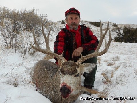 Montana Mule deer