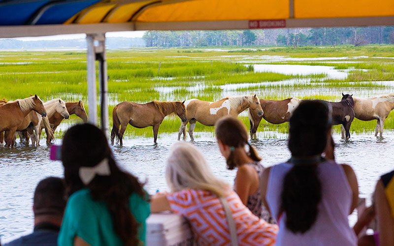 Assateague Explorer Pony Watching Cruise | Assateague Explorer Wild Pony Cruise & Kayaking | Image #2/3 | 