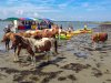 Assateague Explorer Wild Pony Cruise & Kayaking | Chincoteague Island, Virginia