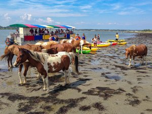 Assateague Explorer Wild Pony Cruise & Kayaking