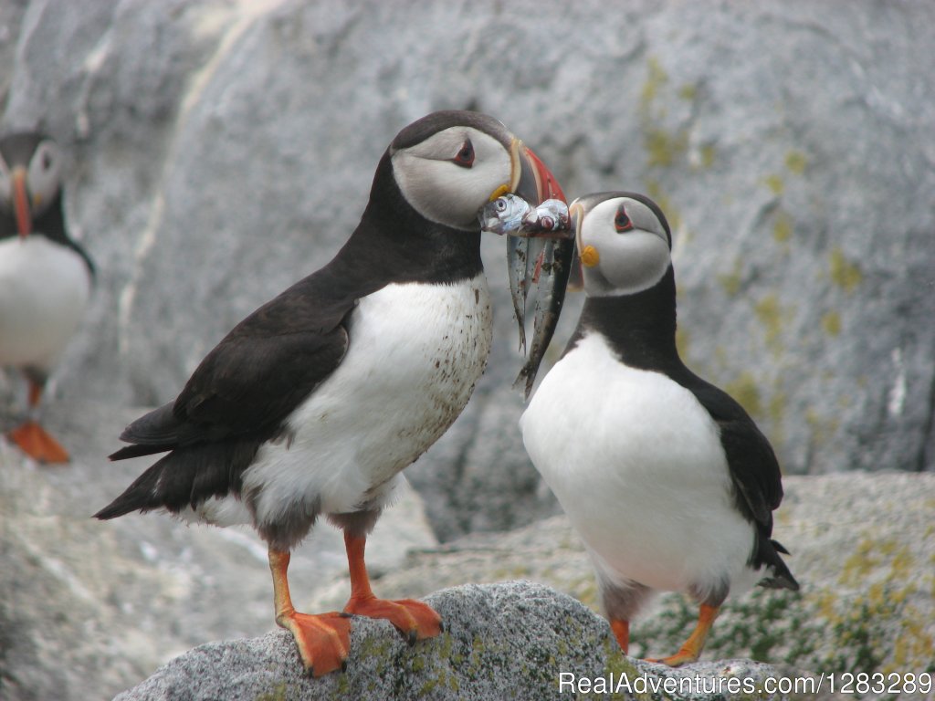 Feedin a baby puffin | The Isle au Haut Mail Boat - Puffin Cruises | Image #2/2 | 