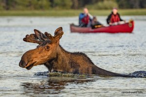 Canoe The Wild