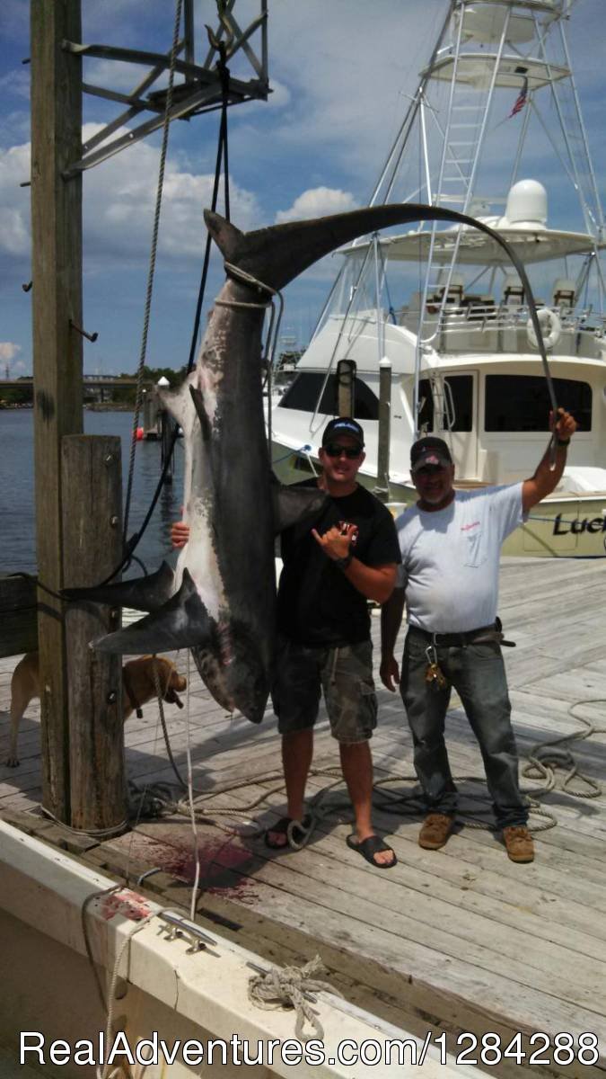 Nice Thresher Shark | D.c. Outdoor Adventures | Image #10/26 | 