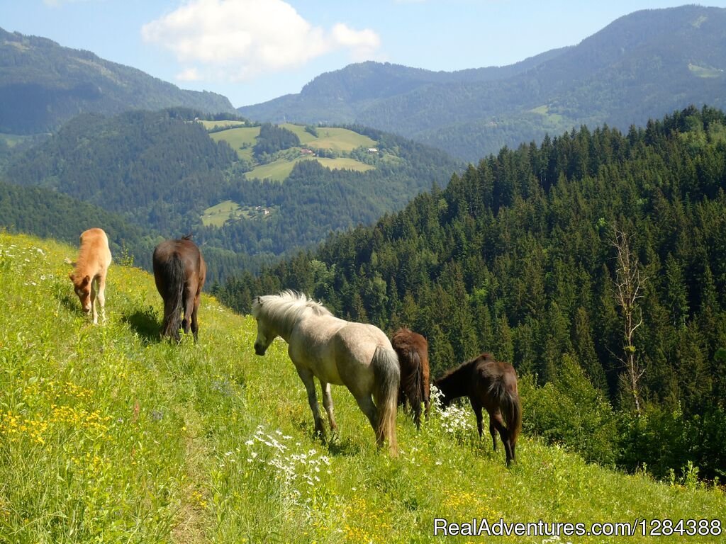 Our sports: Horse riding | Open air hostel NaturPlac | Image #24/26 | 