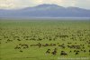 9-Day Wildlife Safari With Maasai Experience | Dar es Salaam, Tanzania