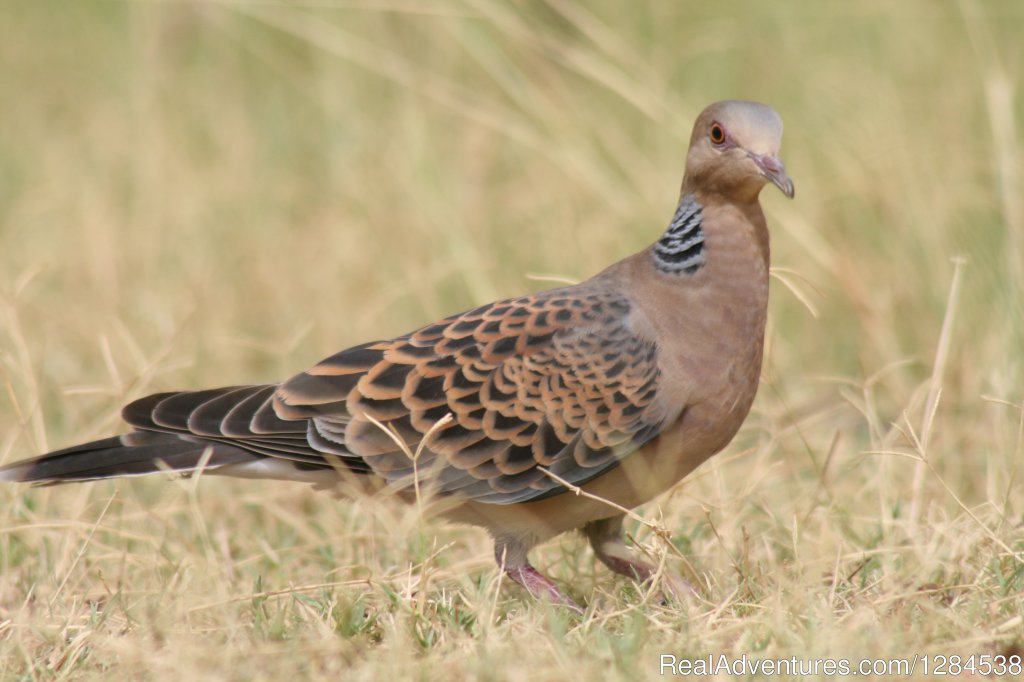 Laughing Dove | Terai Arc Landscape Adventures | Image #2/18 | 