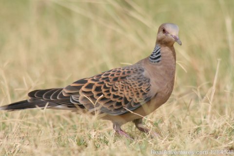 Laughing Dove