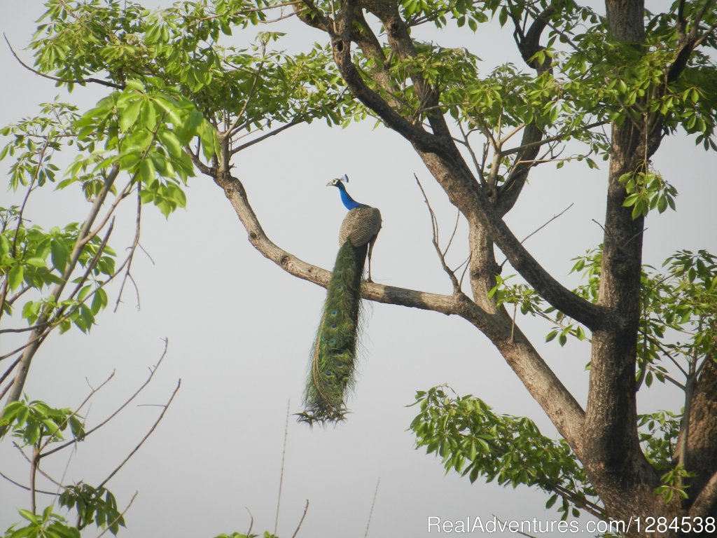 Peacock | Terai Arc Landscape Adventures | Image #3/18 | 