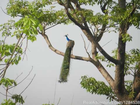 Peacock