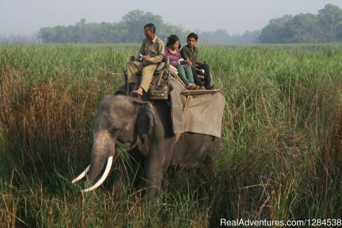 Elephant Back Safaris In Corbett