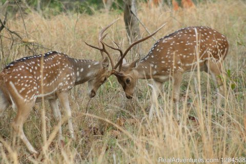 Spotted Deers