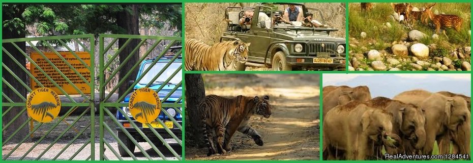 Best Safari Packages At The Earth Safari Pvt. Ltd. | Image #5/11 | 