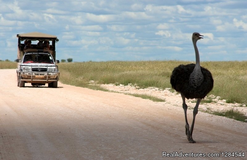 Wildlife of Etosha | Wild Wind Safaris | Image #12/26 | 