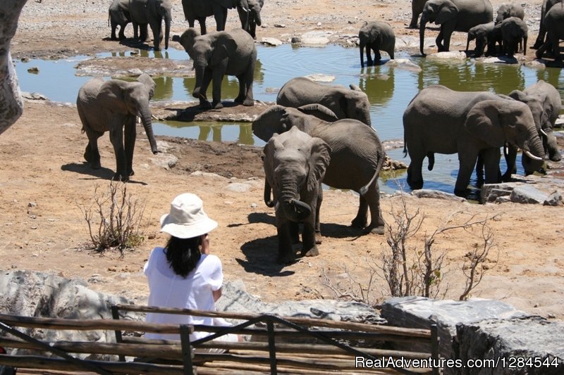 Wildlife of Etosha | Wild Wind Safaris | Image #15/26 | 