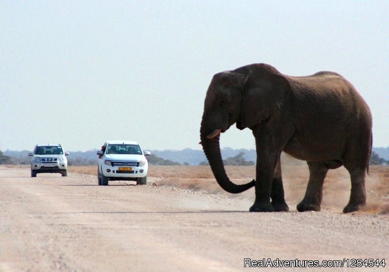 Wildlife of Etosha | Wild Wind Safaris | Image #16/26 | 