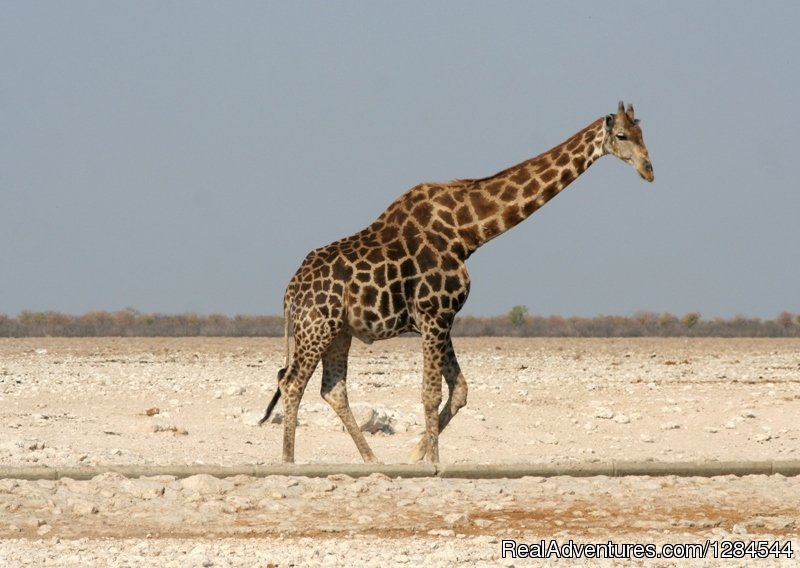 Wildlife of Etosha | Wild Wind Safaris | Image #17/26 | 