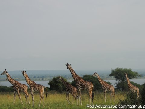 Gorilla Safari lodge