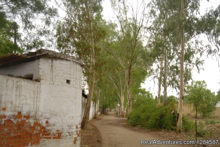 Eucalyptus Avenue | New Delhi Homestay Eco Cultural Tours | Image #16/26 | 