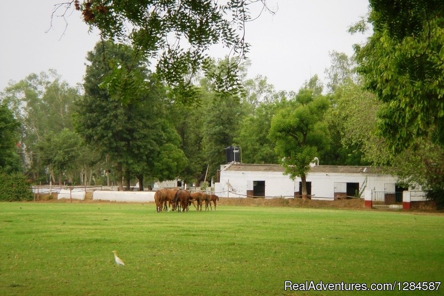 Check out these studs | New Delhi Homestay Eco Cultural Tours | Image #19/26 | 