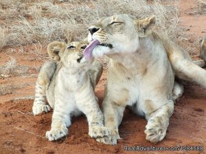 6days Masai Mara,lake Nakuru,amboseli | Nairobi, Kenya | Wildlife & Safari Tours