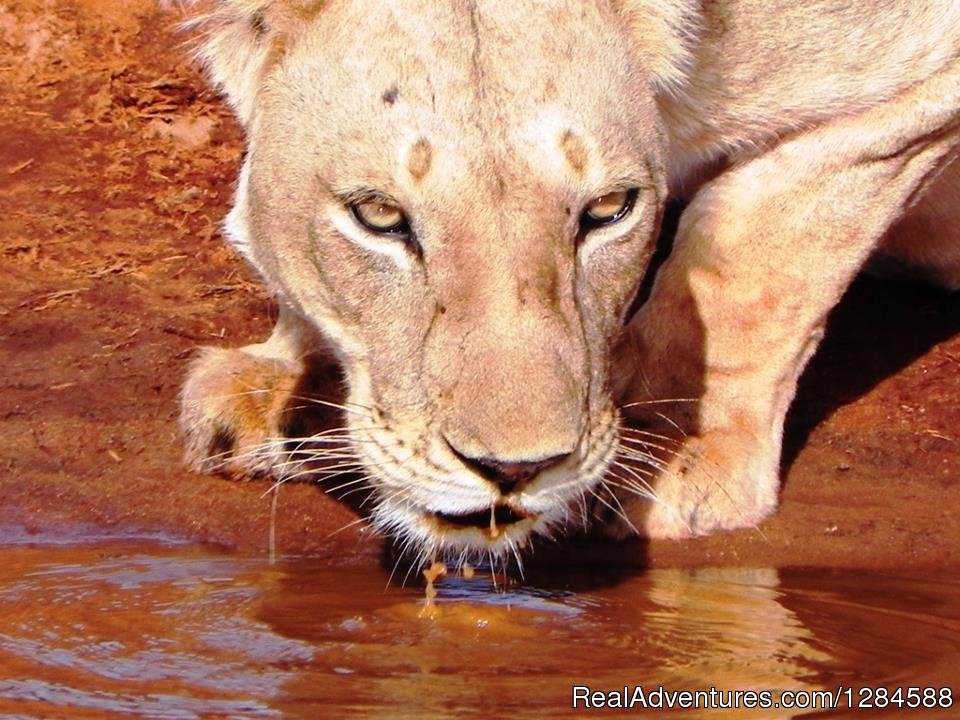 6days Masai Mara,lake Nakuru,amboseli | Image #3/4 | 