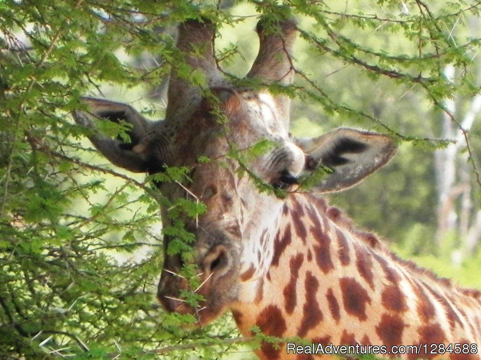 6days Masai Mara,lake Nakuru,amboseli | Image #4/4 | 