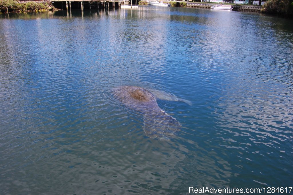 Manatee Watching | Health & Wellness Wholistic Resort | Image #8/8 | 