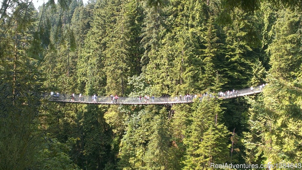 Capillano Suspension Bridge | Surfside Adventure Tours-Private Tour Guide | Image #24/26 | 