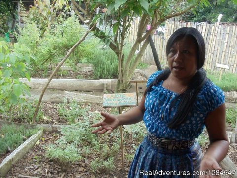 Traditional Herbal Medicine Garden