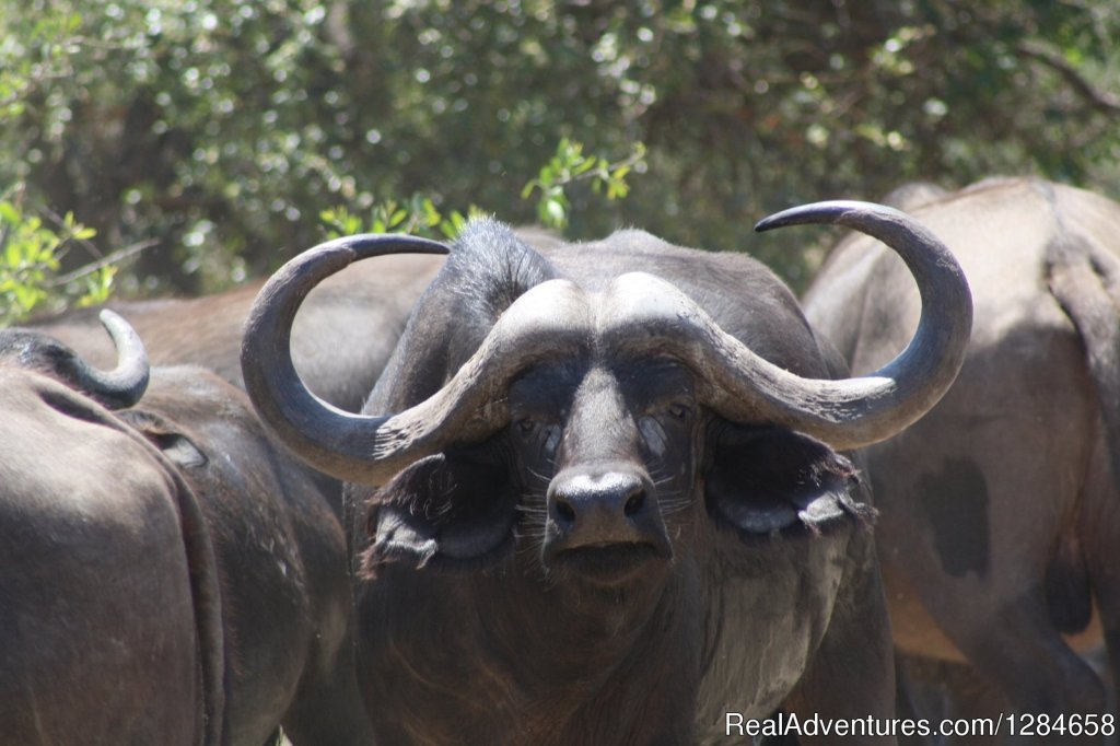 Female Cape Buffalo | Kruger National Park Game Hotspot Safari's | Image #3/10 | 