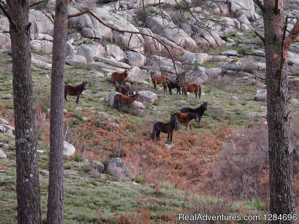 Horseback riding in Peneda Geres National Park | Image #7/18 | 