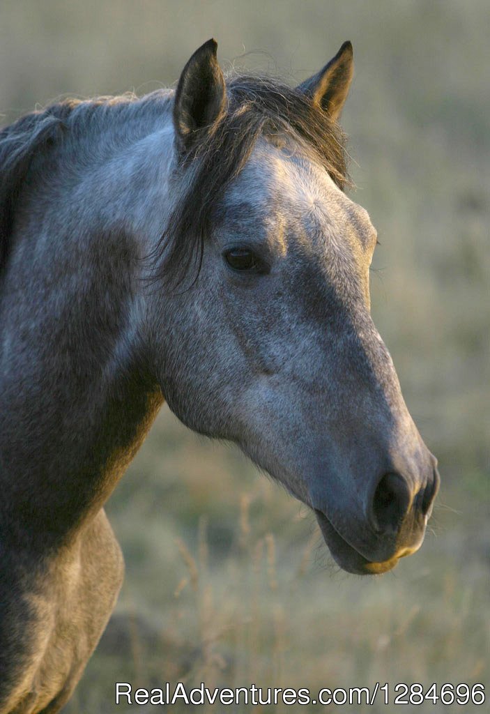 Horseback riding in Peneda Geres National Park | Image #9/18 | 