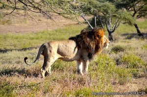 Wild Secret Safaris