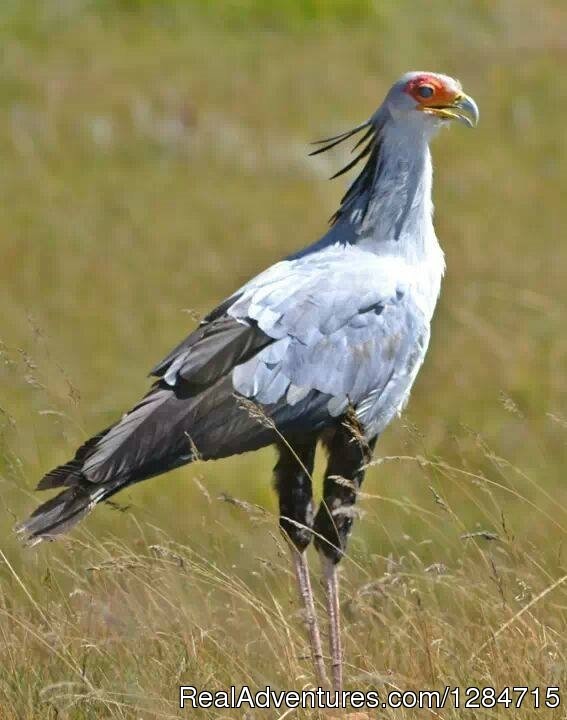 Birds | Wild Secret Safaris | Image #4/4 | 