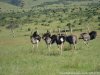 Budget Camping Safaris In Kenya | Nairobi, Kenya