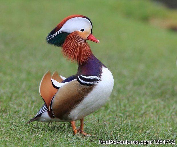 Beatiful Bird | Budget Camping Safaris In Kenya | Image #5/15 | 